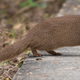 A small Asian mongoose (Urva auropunctata)